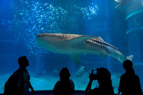 osaka aquarium
